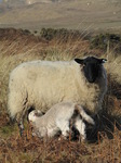 SX12845 White lamb drinking by Ewe with black head.jpg